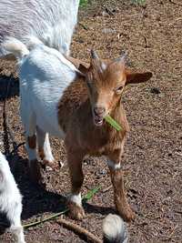 Vendo cabras anãs