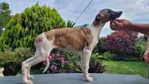 Whippet szczeniak dziewczynka