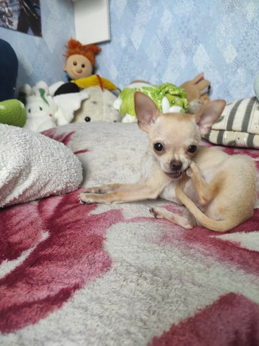 ЧУДО мини чихуашечка!!!
