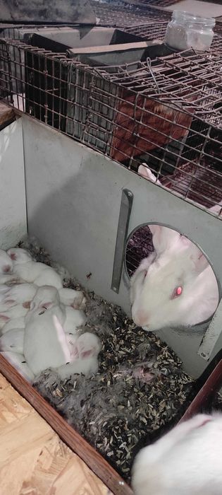 Комбікорм для кролів преміум з вітамінами повноцінний