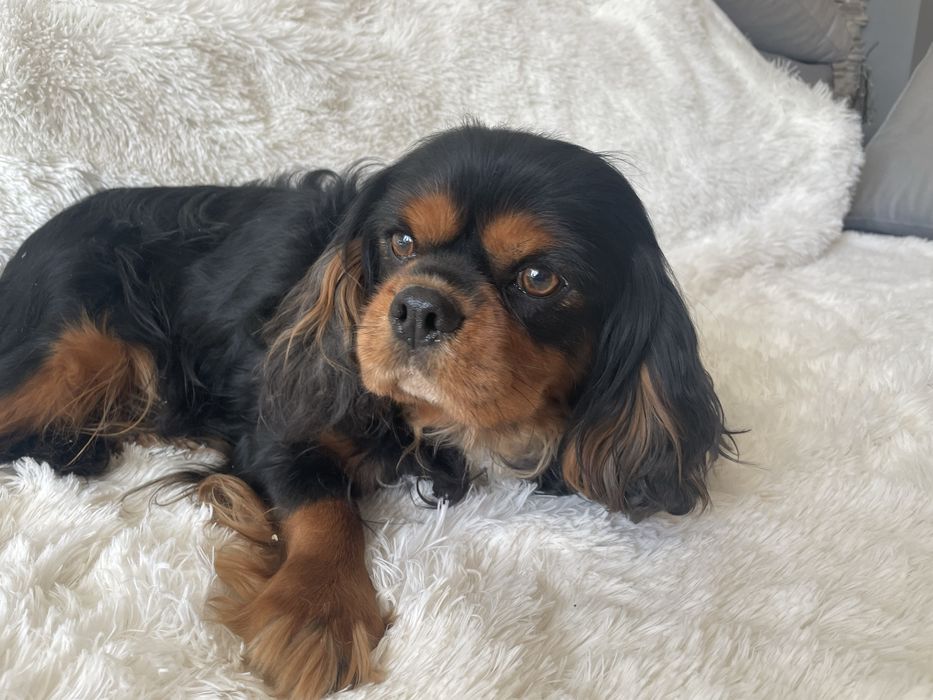 Cavalier Charlie 4-letni pies