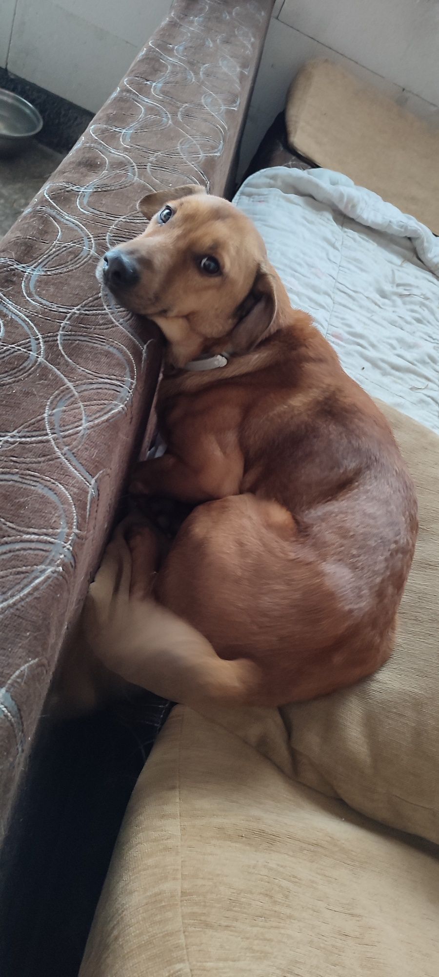 Oddam psa w dobre ręce