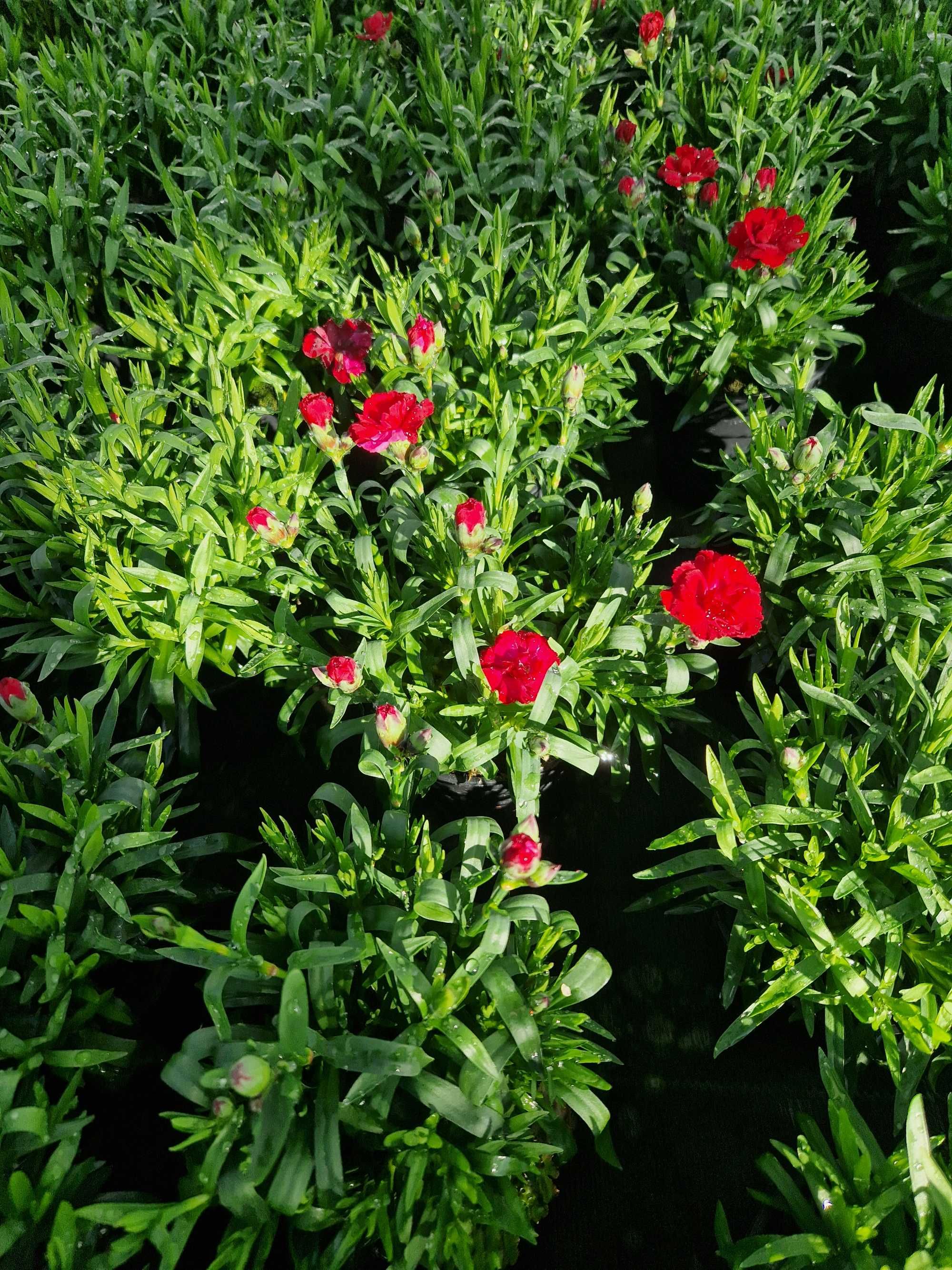 Goździk (dianthus)