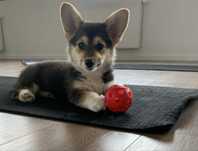 corgi dziewczynka