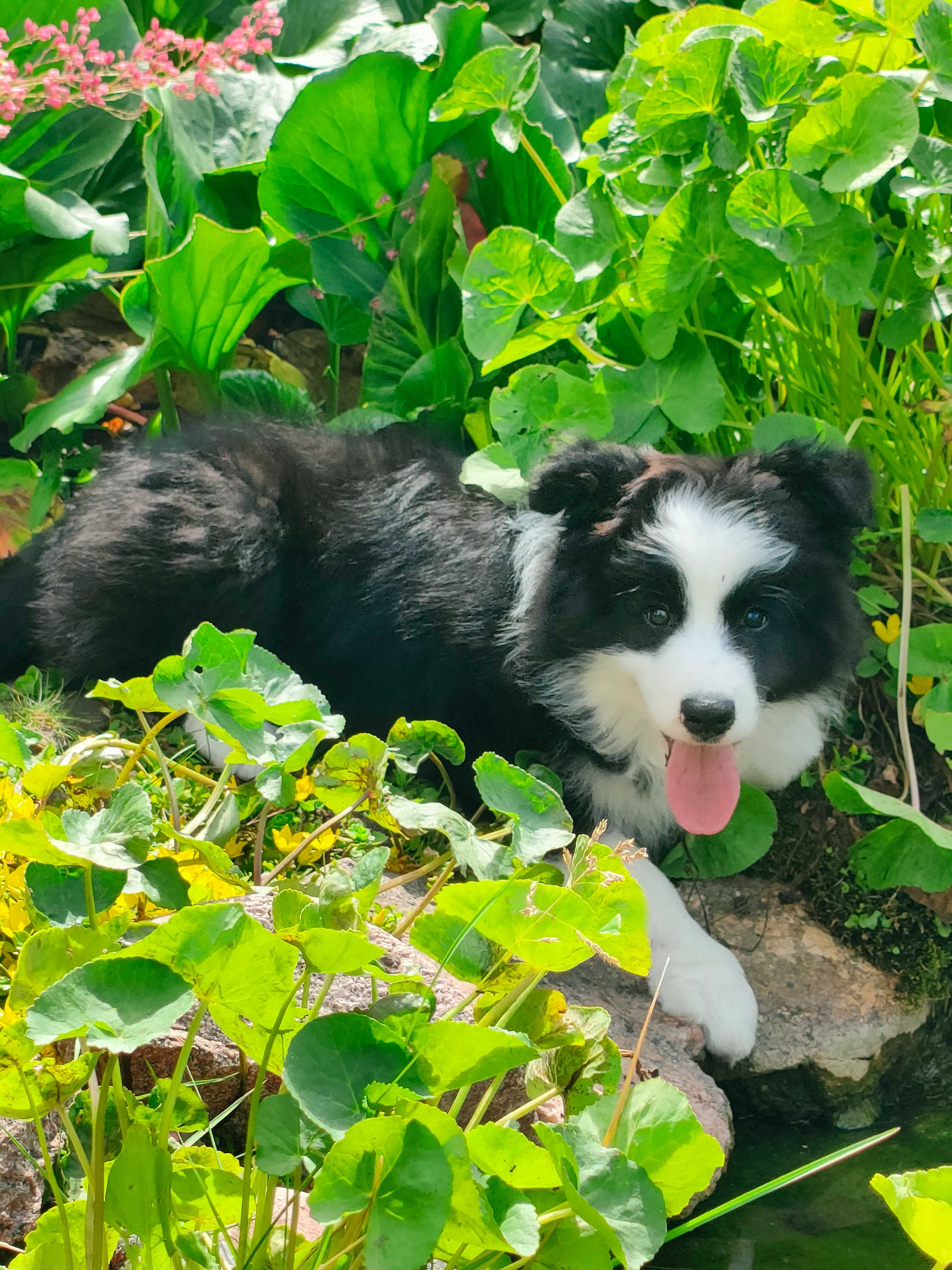 Border Collie - piesek ZKwP/FCI