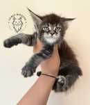 Kotka Maine Coon