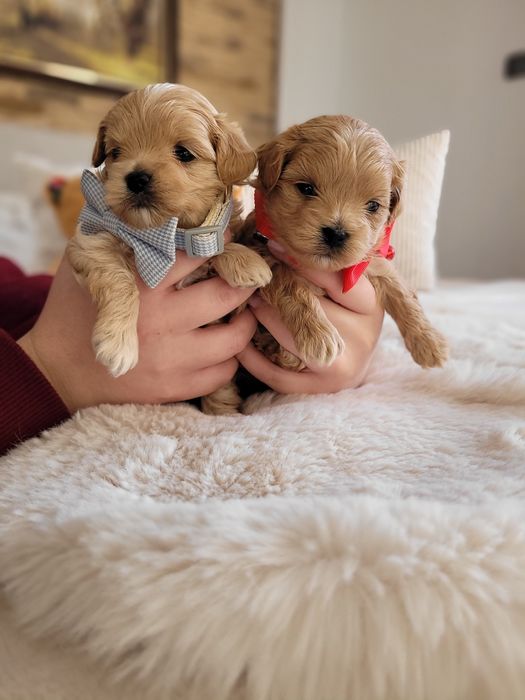 Uroczy MINI szczeniak maltipoo maltanczyk pudel toy