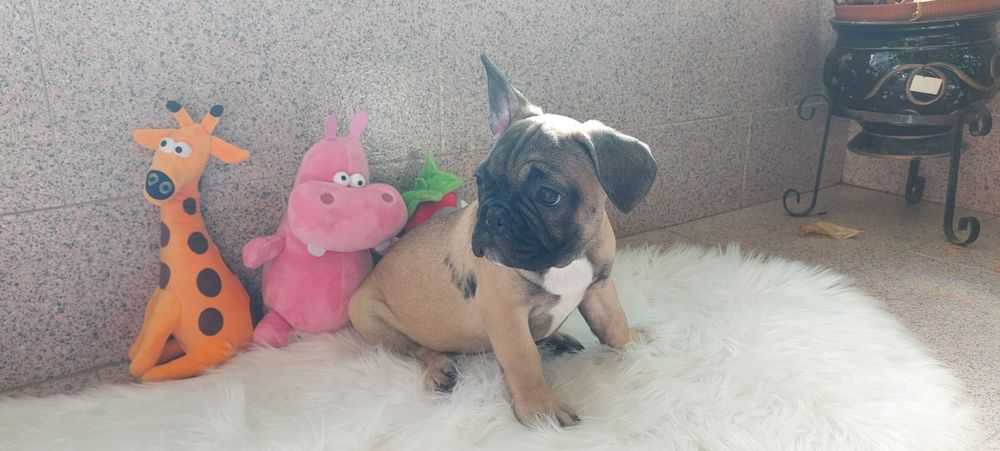 Bulldog francês bebé