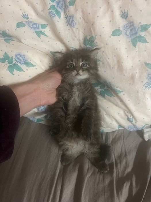 Котики кошенята безкоштовно