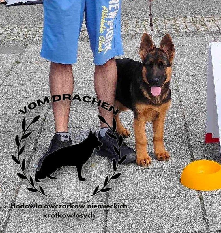 Szczeniak owczarek niemiecki krótkowłosy Champion INTERCHAMPIN