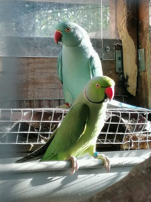 Ring Necks verdes (casal 2023)