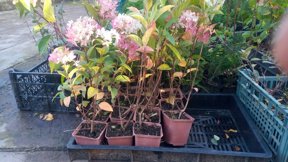 Горьензія вінничкова квіти пірамідальної форми.