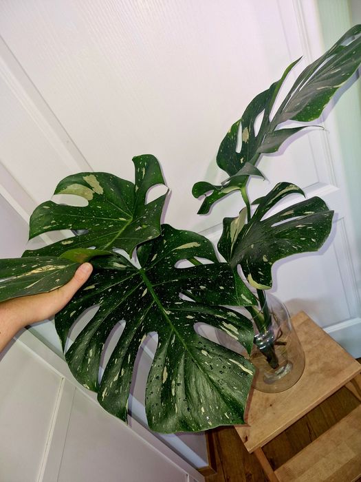 Monstera thai constellation