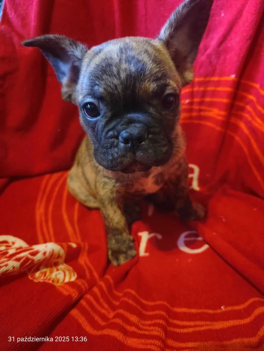 Buldog francuski. Piesek