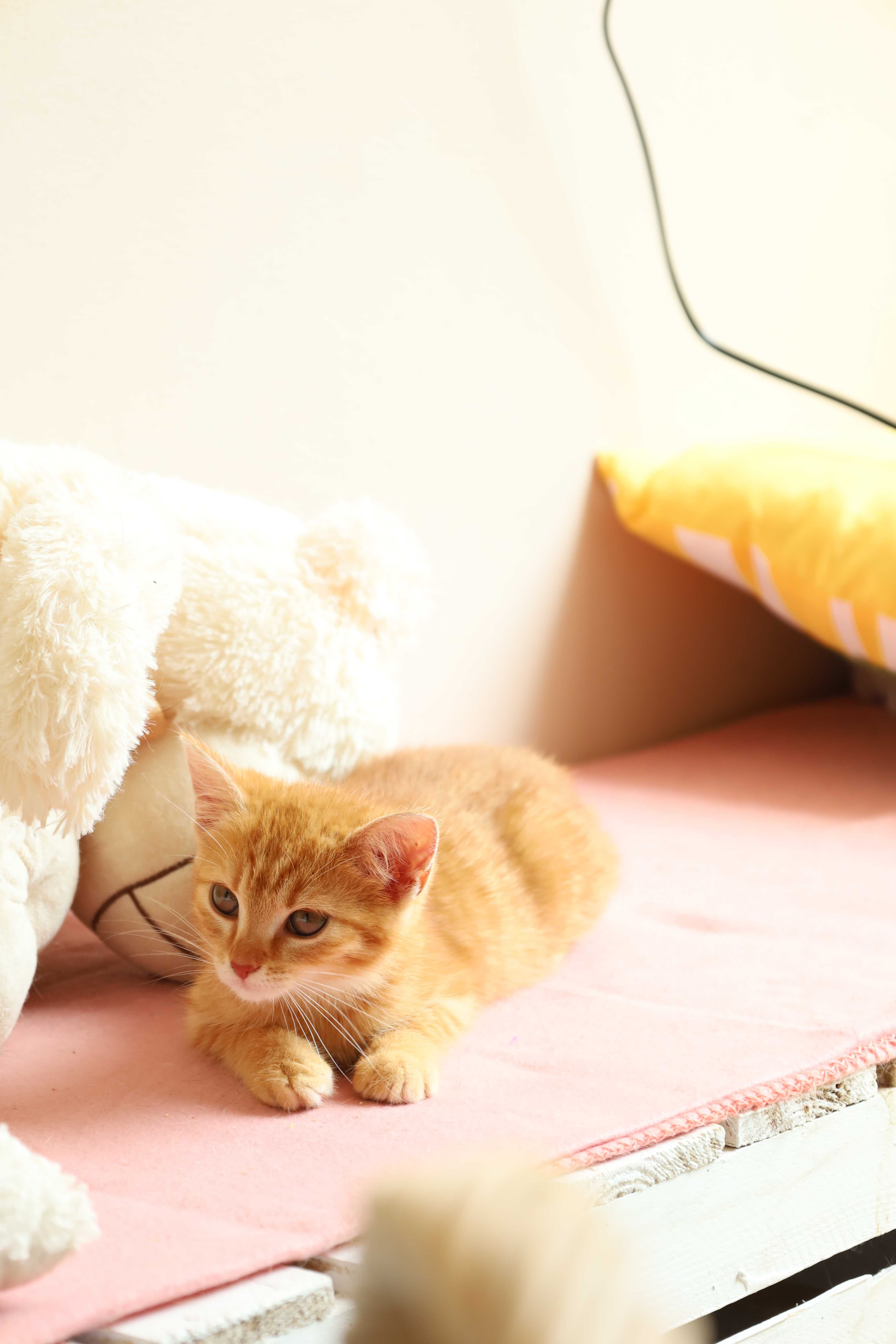Rudy kocurek i kotka szukają swojego domu adopcja
