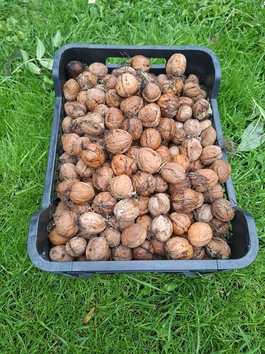 Orzechy włoskie 3kg tegoroczne