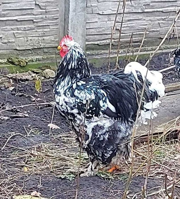 Мармуровий кохінхін