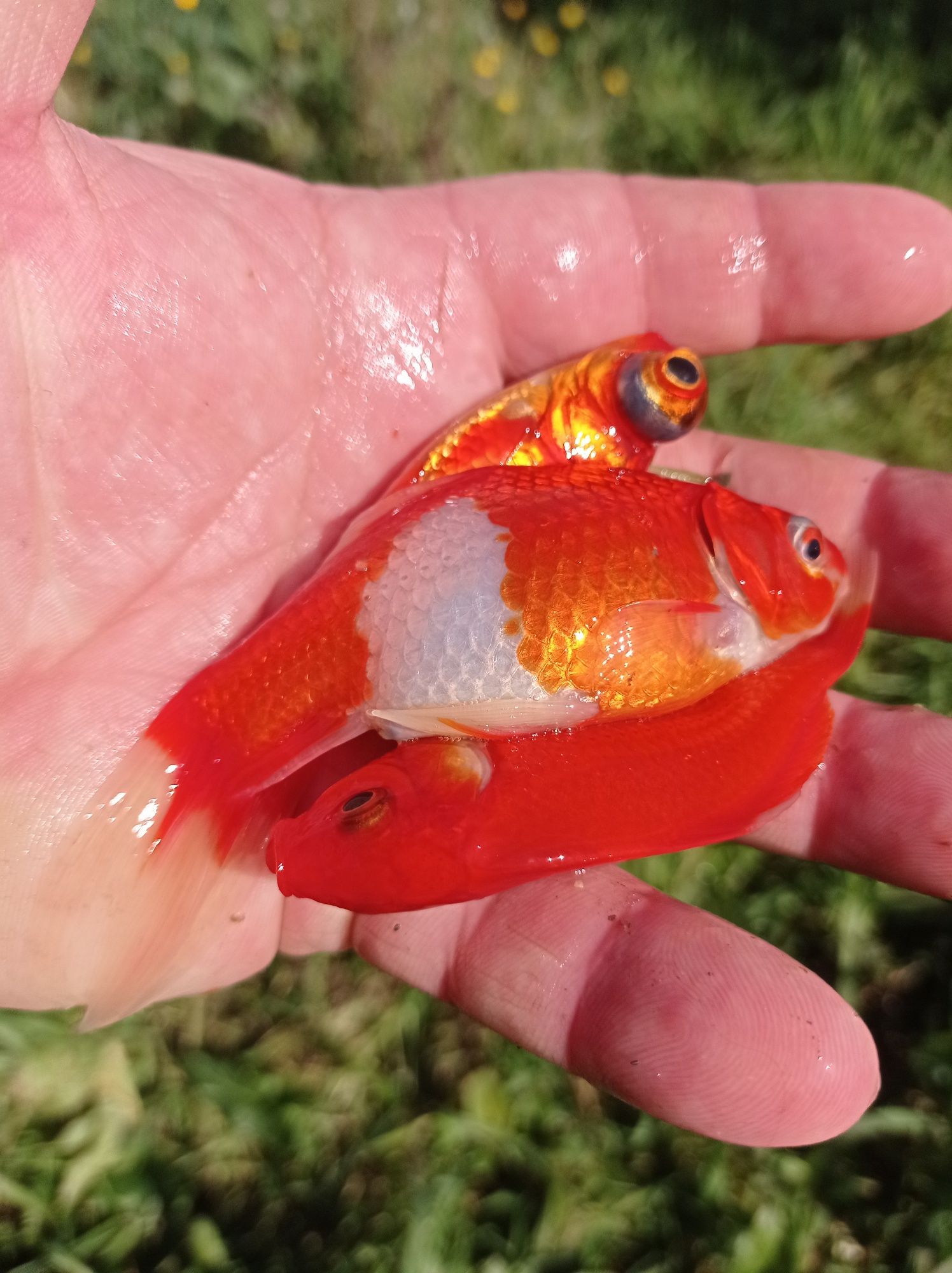 Peixes de aquário grandes