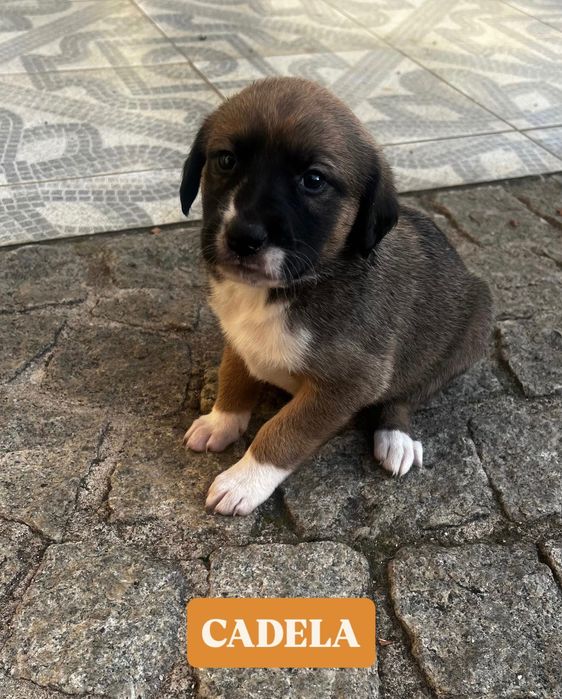 FILHOTE - Fêmea para adoção