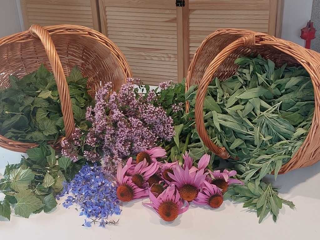 Ocet z jeżówki purpurowej, echinacea | 100 ml
