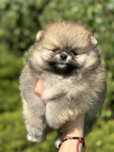 Szpic miniaturowy piesek ZKwP FCI pomeranian