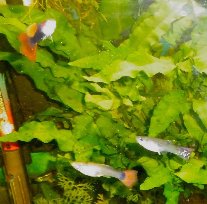 Gupiki młode wybarwione