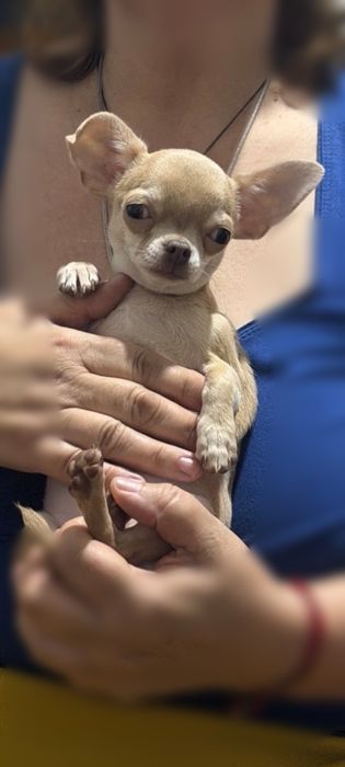 Изабелловая красотка чихуахуа