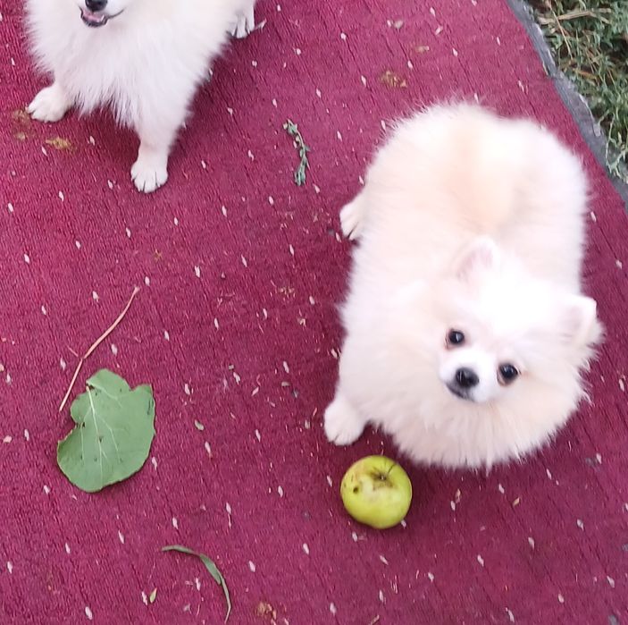 Стандарт шпіц померанскій.