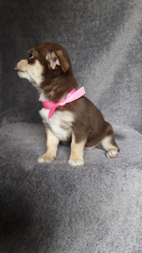 Chihuahua suczka jak huski