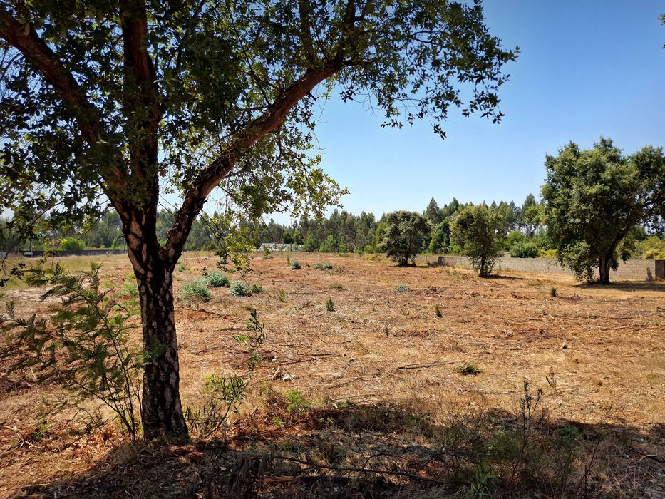 Terreno Espaçoso em Mira