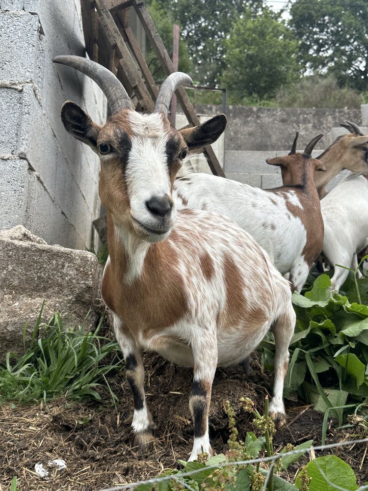 Cabras anas femeas - cheias