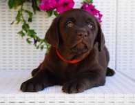 Labrador Retriever FCI ZKwP czekoladowa SUNIA odbiór połowa listopda