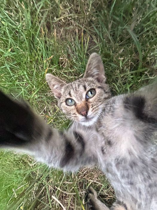 Kociak MACIEK szuka domku