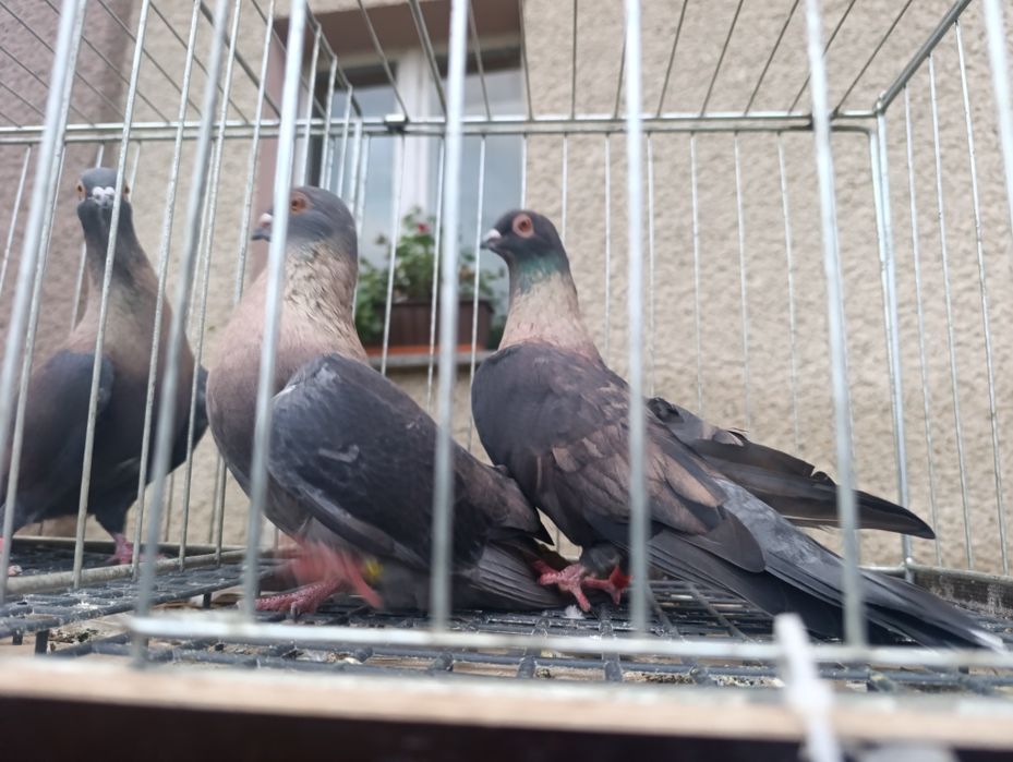 Swift, swifty, gołębie ozdobne, wysyłam