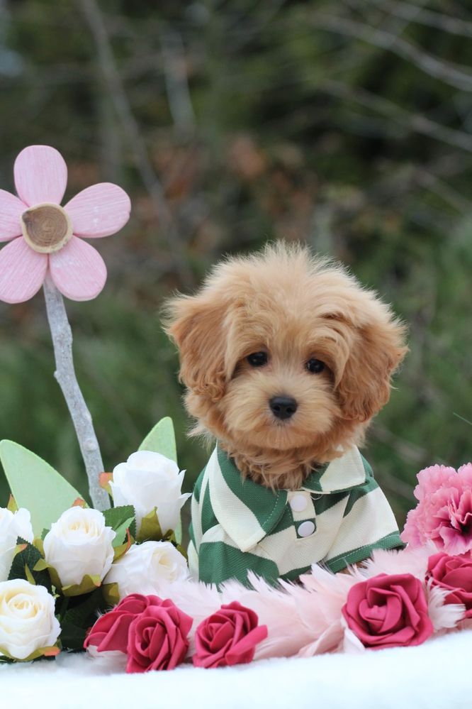 Maltipoo piesek gotowy do odbioru
