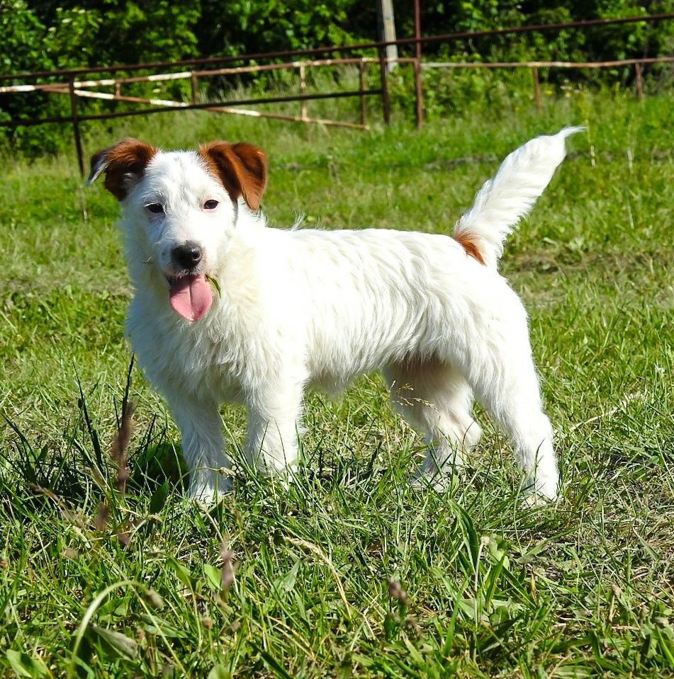 Jack Russell terrier