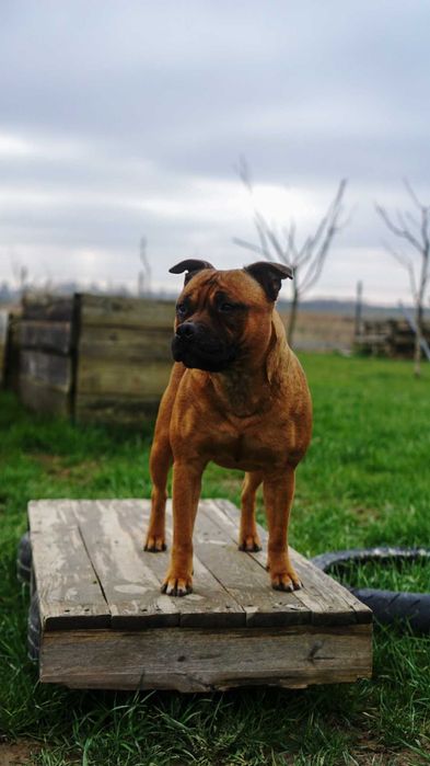 Staffordshire bull terrier staffik sbt zapowiedź