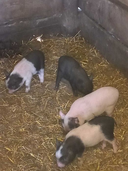 В'єтнамські поросятка поросята