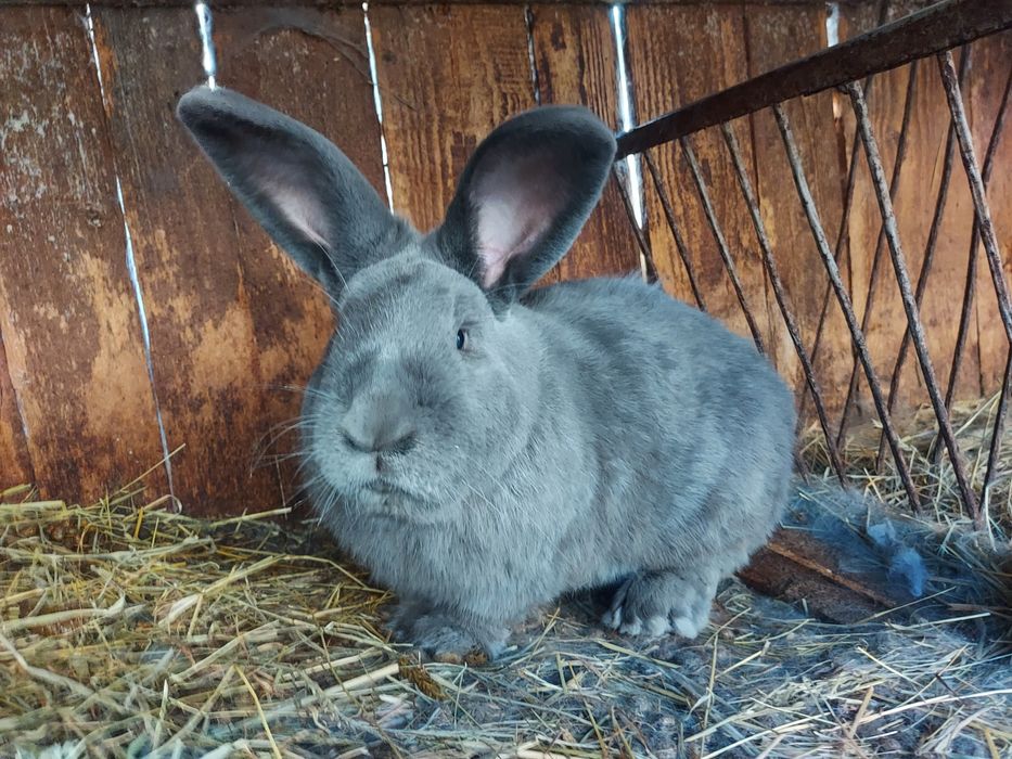 Кролик породи " голубий строкач"