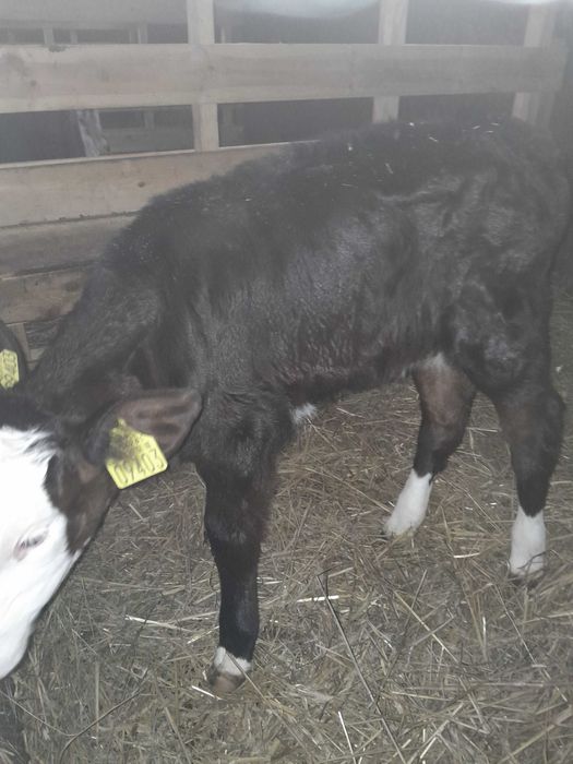 Byczki cielaki sprzedam