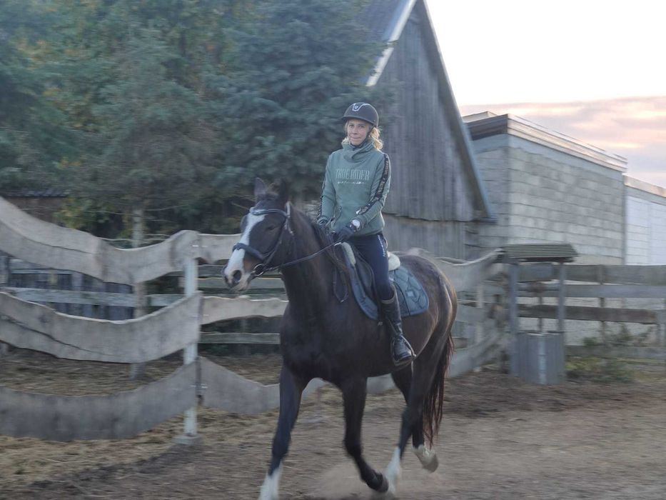 Wałach wlkp po Rumianku