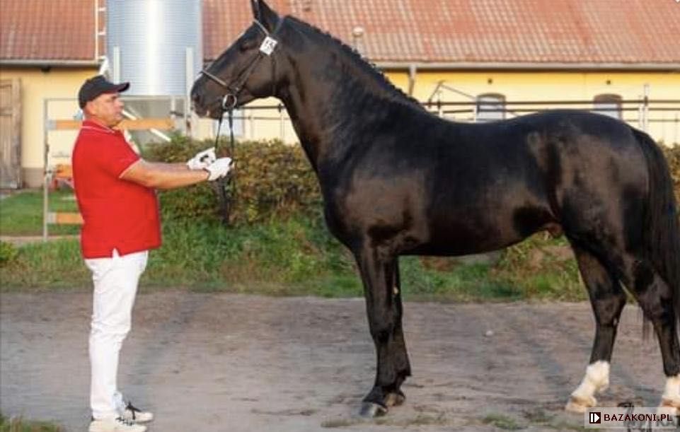 Kary Ogier Śląski półtora roczny