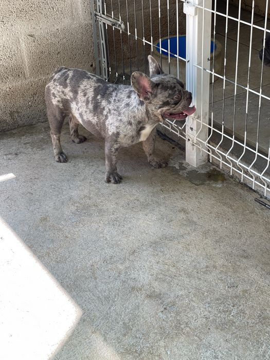 Bulldog frances lilac merle para cruzas / montas