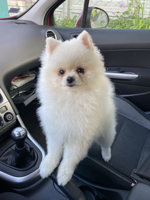 Хлопчик міні шпіц, шукає дівчинку для вязки