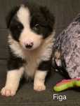 Figa,sunia Border Collie