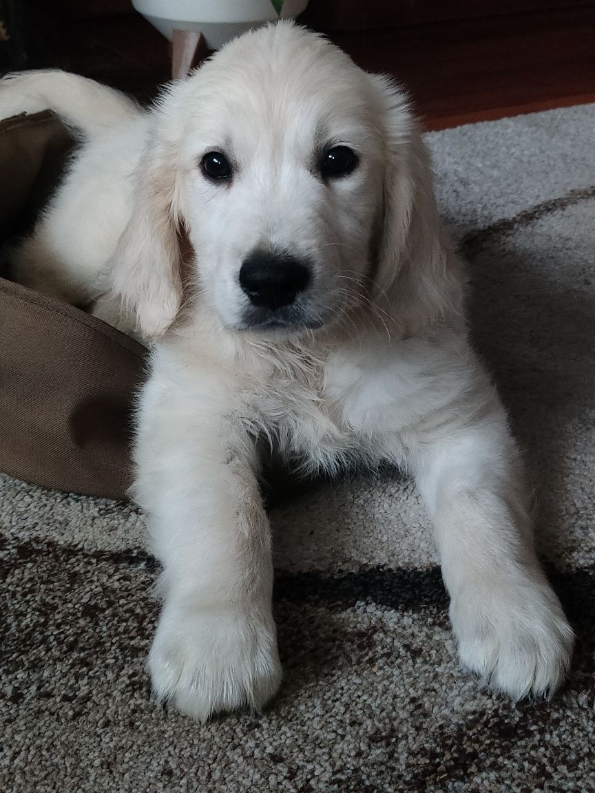 Golden Retriever piesek