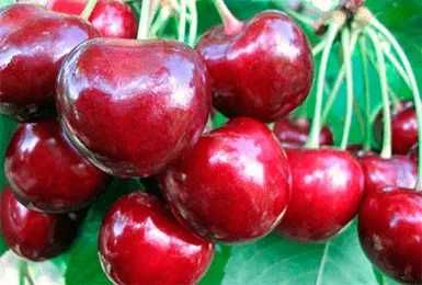 Пропонуємо саджанці черешні з розвиненою кореневою. Опт та Роздріб.