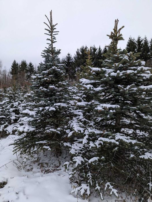 Choinki - Świerk Srebrny oraz Świerk Pospolity Formowany