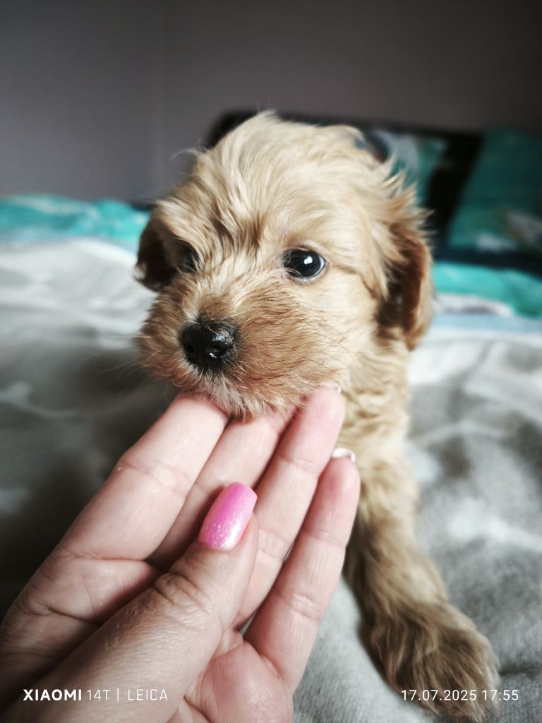 Piesek  Maltipoo