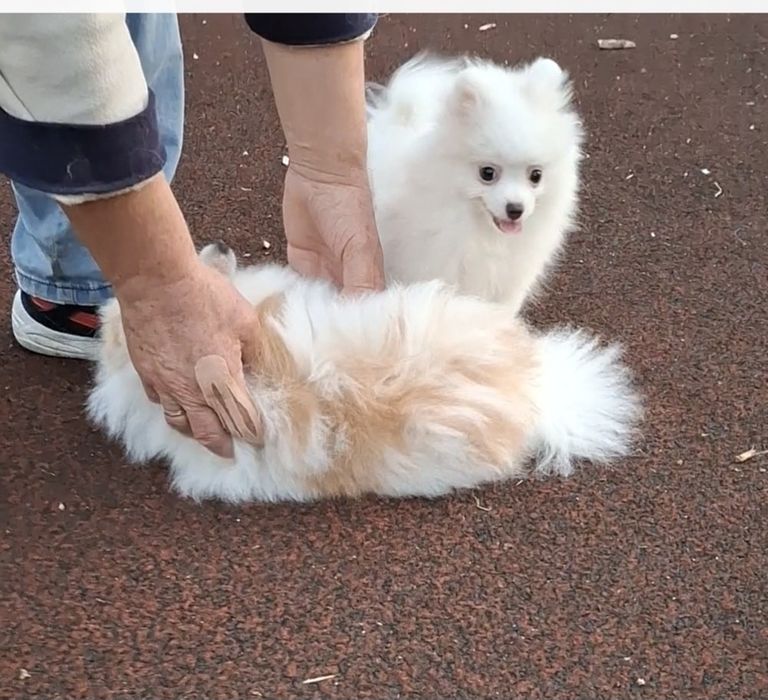 Детки с документами! Мини-щенки, померанцы на ладошку! Киев.